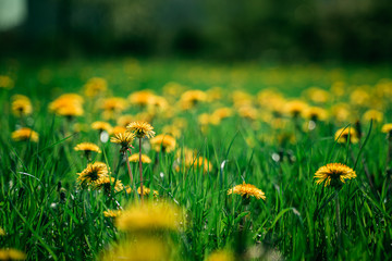 Coltsfoot flowers