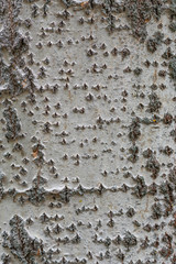 Texture of the bark of a pyramidal poplar.