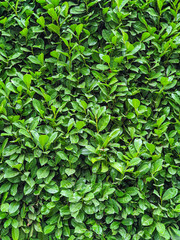 Green fresh leafs wall background texture, mobile photo