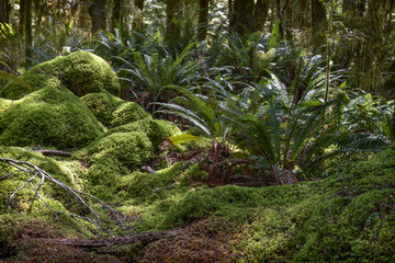 Wilderness Flora of New Zealand