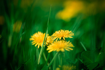 Coltsfoot flowers