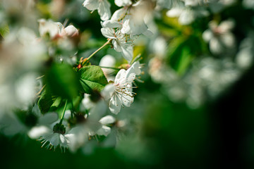 cherry flower