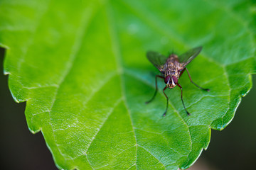 fly close-up on a green leaf