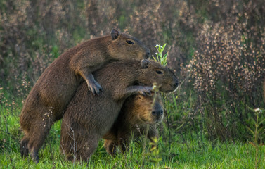 capybara playing