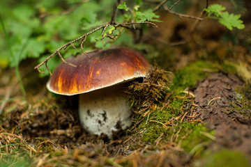 Rare Porcini Mushroom Growing on the Forest Floor