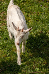 Small pretty domestic goat on field