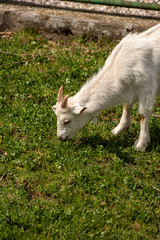 Obraz premium Small white domestic goat grazing