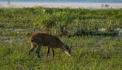 Swamp deer 