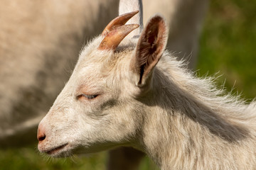 Small domestic goat on green field, close up