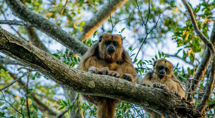 howler monkey