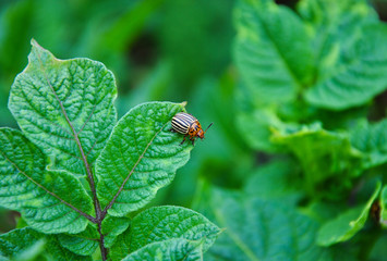 Colorado potato beetle sits on a potato leaf. blurred background