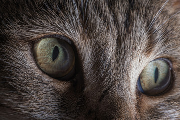 House Cat Eyes Detailed Close Up