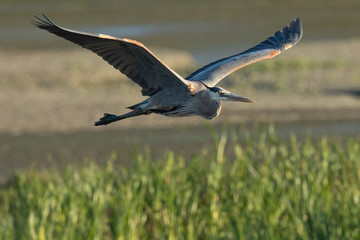 Great blue heron flying in the wild in North California at sunset