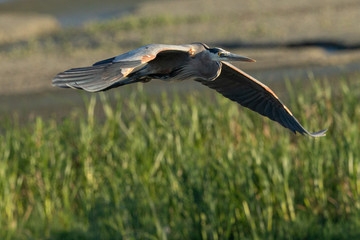 Great blue heron flying in the wild in North California at sunset