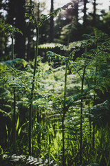 the forest