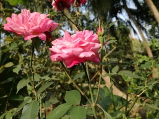 Pink roses background. Natural pink rose, rose flower