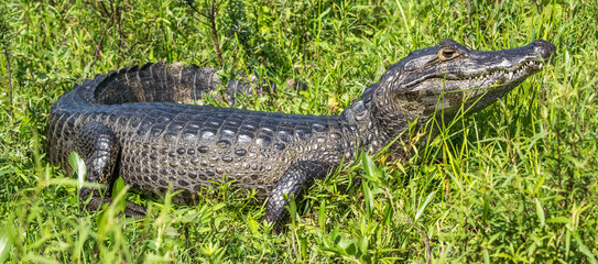 alligator in the swamp
