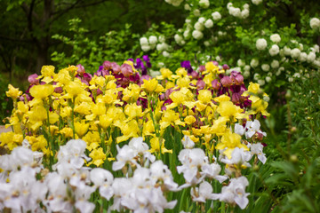 white and yellow flowers in the garden, spring flowers in the garden, colorful flowers in the garden