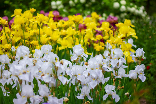 white and yellow flowers in the garden, spring flowers in the garden, colorful flowers in the garden