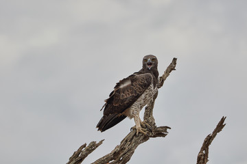 A Martial eagle high in a tree with a cloudy sky.