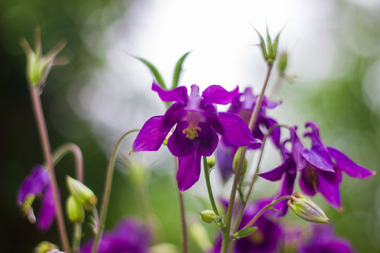 purple iris flower in spring, purple iris flower in the forest, purple flowers in the garden 