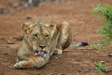 Lioness licking her paw on the ground