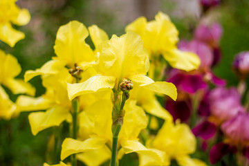 the yellow spring flower in the garden, yellow flowers in the garden