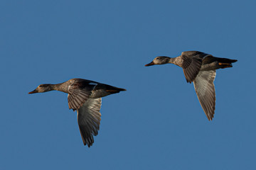 Wild ducks couple,  seen in a North California marsh