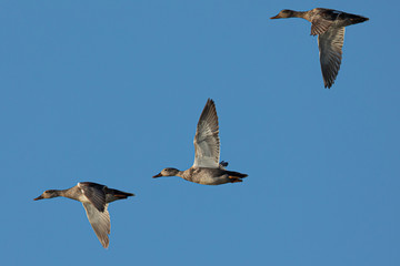 Wild ducks,  seen in a North California marsh