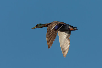 Male wild duck flying in beautiful light, seen in a North California marsh