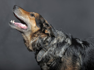 old brown with black dog