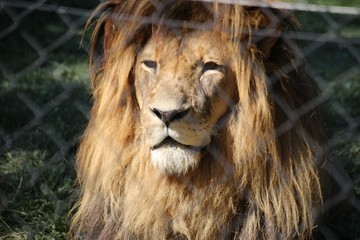 Portrait of a beautiful, majestic male African Lion in the Jukani Wildlife Sanctuary, near Plettenberg Bay, South Africa, Africa.  The Sanctuary is the winner of the  2019 Sustainable Tourism Award.