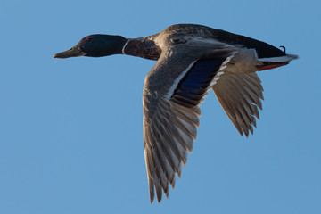 Male wild duck flying in beautiful light, seen in a North California marsh