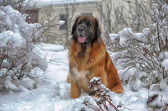 leonberger in the snow in winter