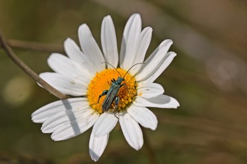 Obraz premium Männlicher Grüner Scheinbockkäfer (Oedemera nobilis) auf Margerite