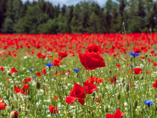 Red Poppy field with forest background and cloudy sky