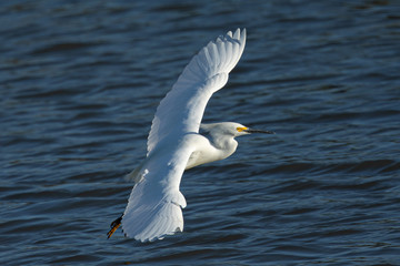 Snowy egret landing in a North California marsh 