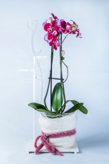 Vaso di orchidea
