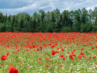 Red Poppy field with forest background and cloudy sky