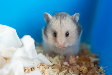 little hamster washes in a cage