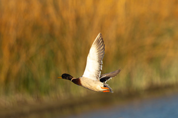 Male wild duck flying, seen in the wild in a North California marsh