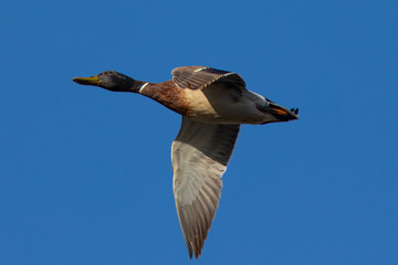 Male wild duck flying, seen in the wild in a North California marsh