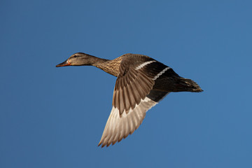 Female wild duck flying, seen in the wild in a North California marsh