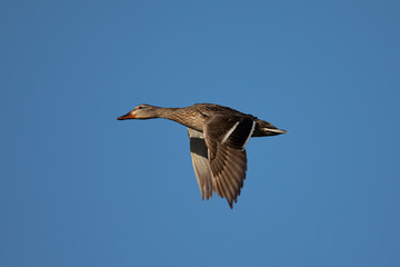 Female wild duck flying, seen in the wild in a North California marsh