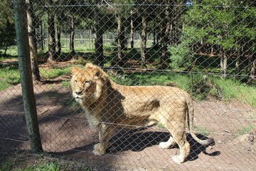 Fototapeta premium A beautiful male African Lion in the Jukani Wildlife Sanctuary. It offers a lot of free space for predators. Near Plettenberg Bay, Garden Route, South Africa, Africa. 