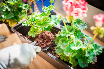 Putting soil into the pot, balcony gardening at spring