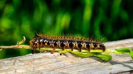 Big furry caterpillar of drinker moth (Euthrix potatoria) with orange and white spots on thin branch of plant - close up portrait in full lenght, side view. Caterpillar in Siberia, Russia