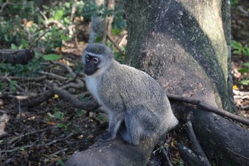 A beautiful Vervet monkey in the forest. In Monkeyland, a free roaming primate sanctuary near...