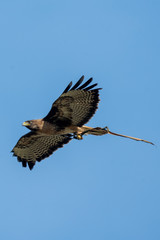 Western Red Tailed Hawk