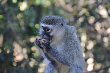 A beautiful Vervet monkey eats fruit. In Monkeyland, a free roaming primate sanctuary near Plettenberg Bay, Gardem Route, South Africa, Africa.